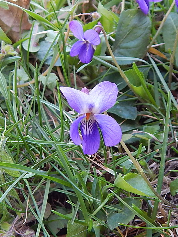 fialka voňavá Viola odorata L.