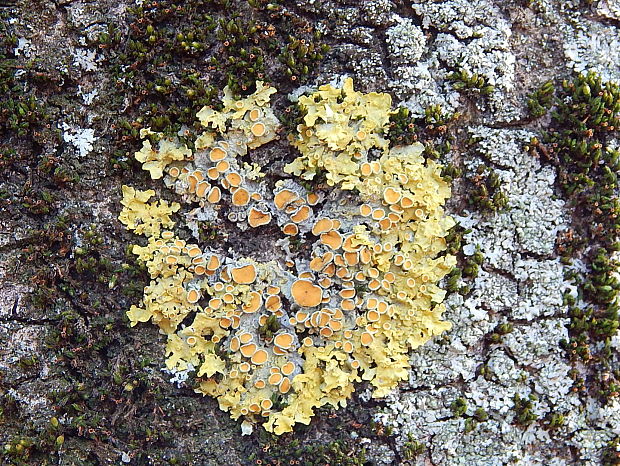 diskovník múrový Xanthoria parietina var. parietina