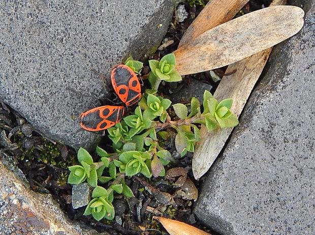 cifruša bezkrídla pyrrhocoris apterus