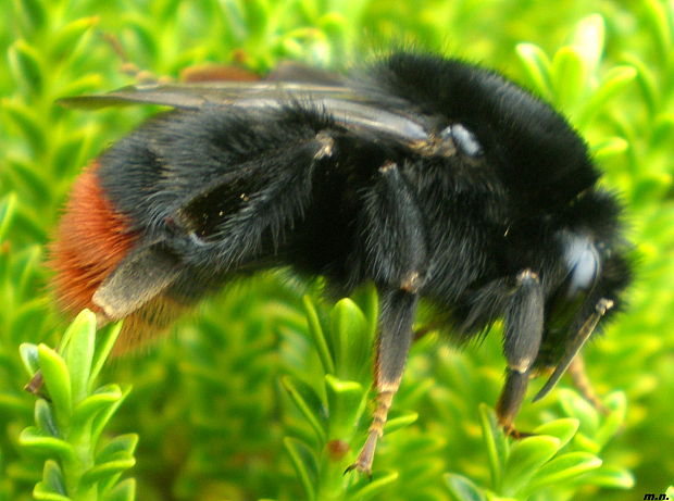 čmeľ skalný Bombus lapidarius