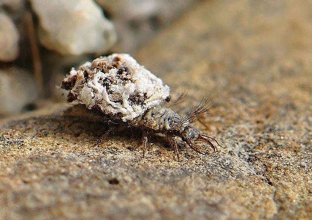 zlatoočka obyčajná Chrysoperla carnea