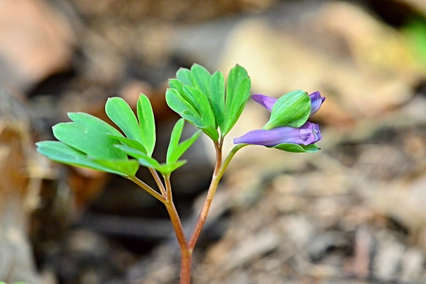 chochlačka prostredná Corydalis intermedia (L.) Mérat