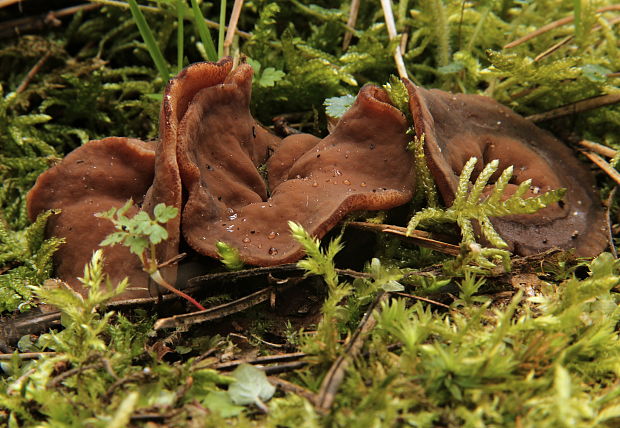 discinka hnedá Discina ancilis (Pers.) Sacc.