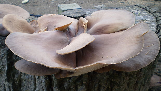 hliva ustricovitá Pleurotus ostreatus (Jacq.) P. Kumm.