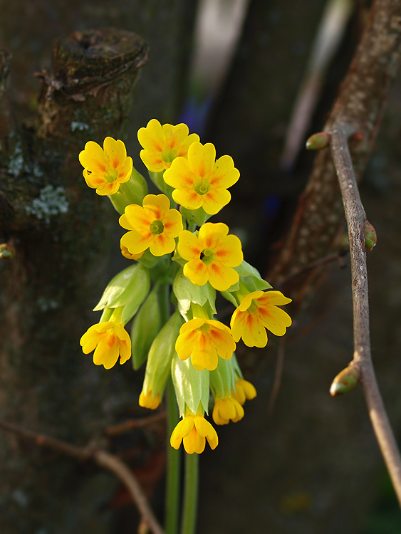 prvosienka jarná Primula veris L.