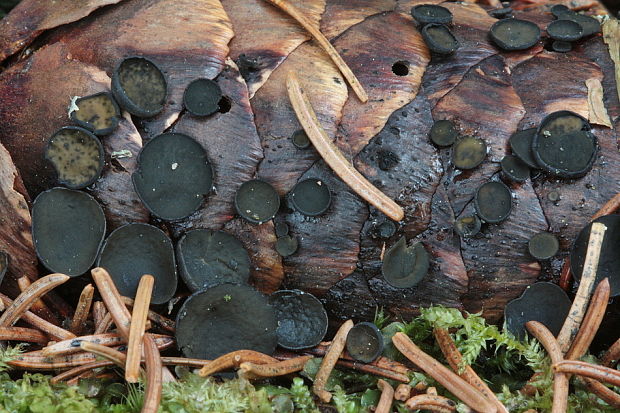 jahňadka smreková Rutstroemia bulgarioides (P. Karst.) P. Karst.