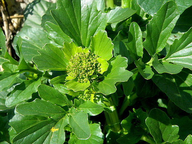 barborka obyčajná Barbarea vulgaris R. Br.