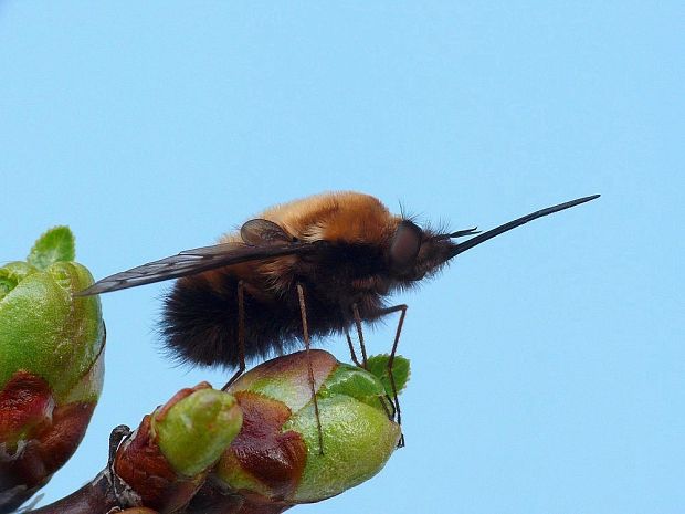 chlpačka hnedoškvrnná (sk) / dlouhososka hnědoskvrnná (cz) Bombylius discolor Mikan, 1796