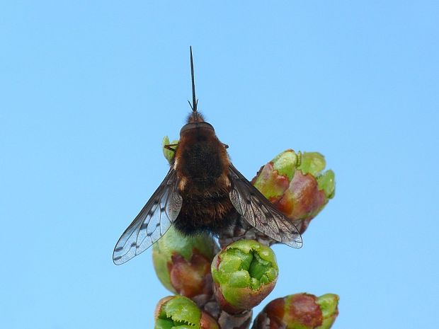 chlpačka hnedoškvrnná (sk) / dlouhososka hnědoskvrnná (cz) Bombylius discolor Mikan, 1796