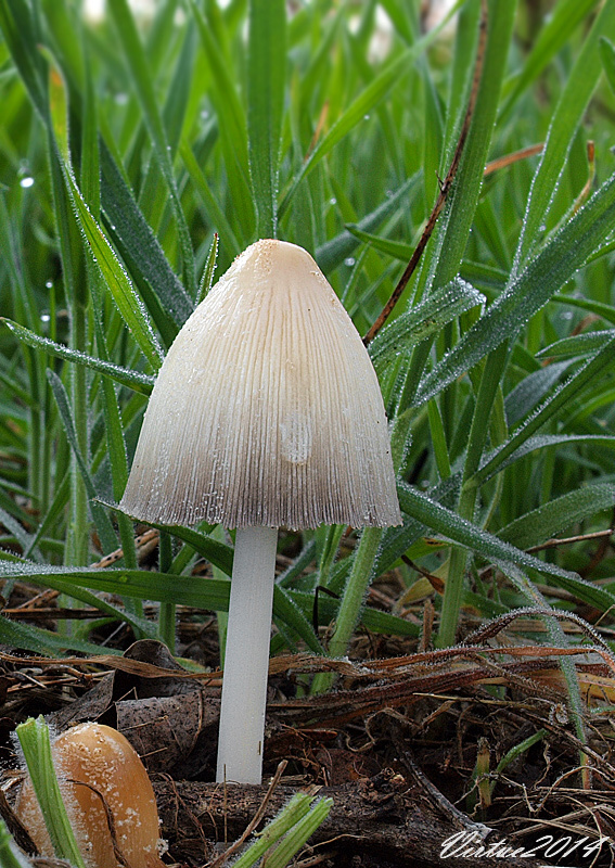 hnojník Coprinus sp.