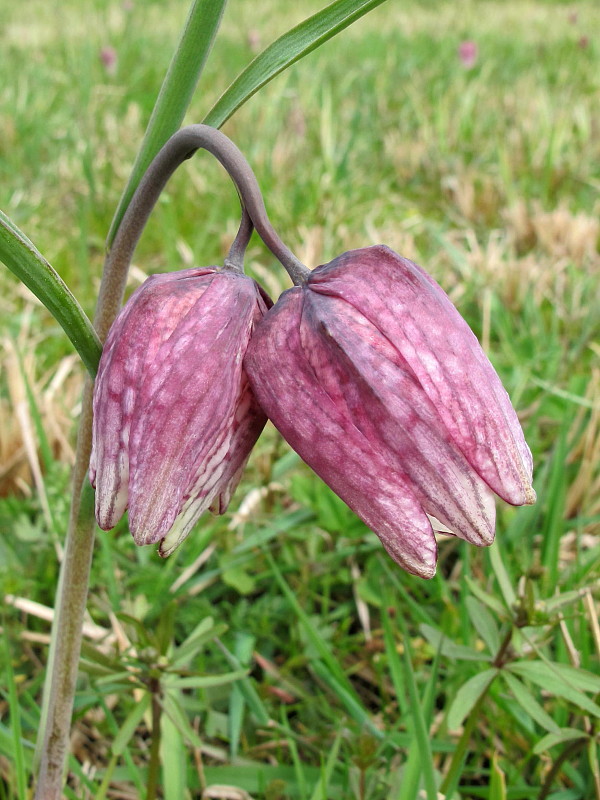 korunkovka strakatá Fritillaria meleagris L.