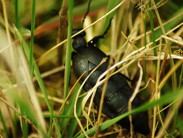 majka fialová Meloe violaceus