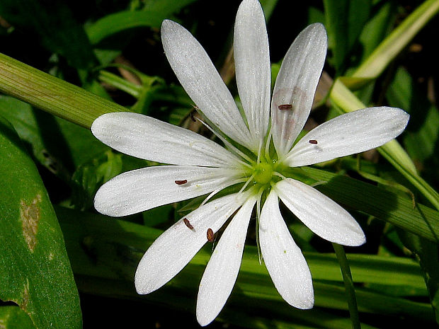 hviezdica močiarna Stellaria palustris Retz.