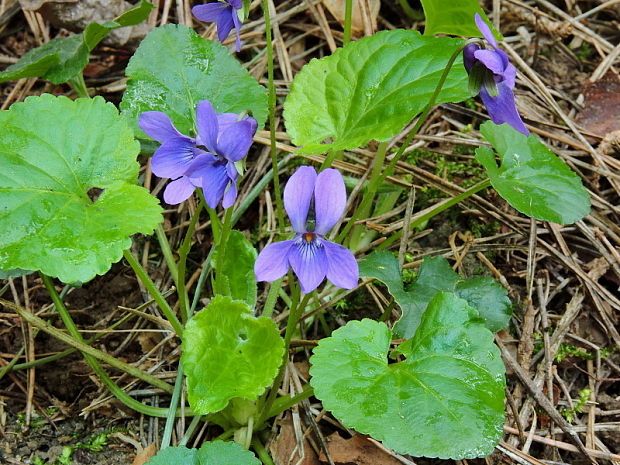 fialka Viola sp.