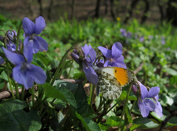 mlynárik žeruchový Anthocharis cardamines