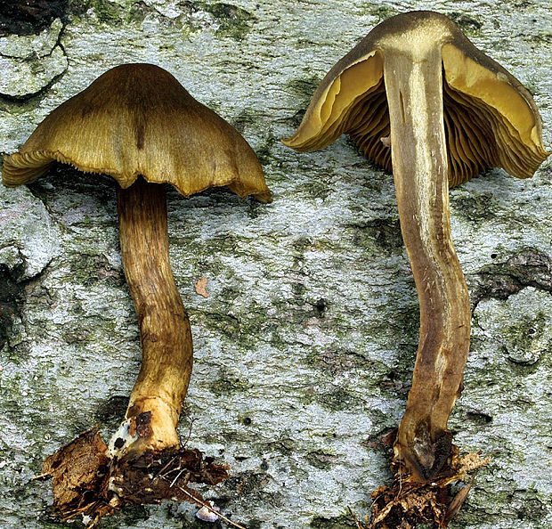 pavučinovec olivovohnedý Cortinarius olivaceofuscus Kühner