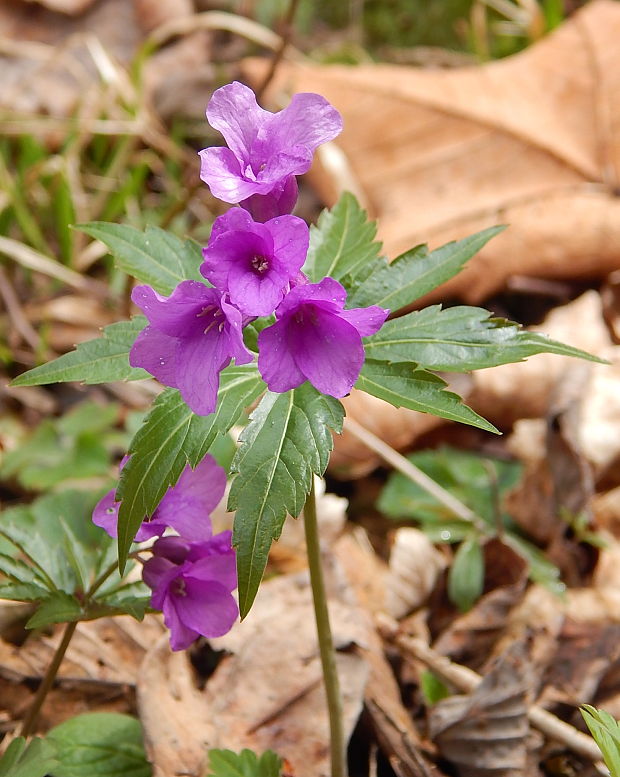 zubačka žliazkatá Dentaria glandulosa Waldst. et Kit. ex Willd.