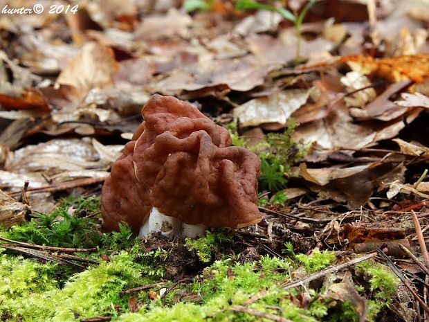 ušiak obrovský Gyromitra gigas (Krombh.) Cooke