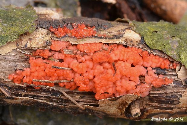 Hormomyces aurantiacus