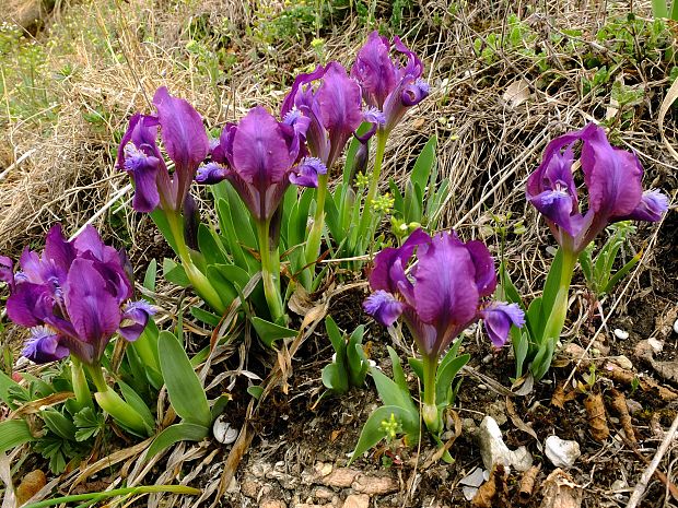 kosatec nízky Iris pumila L.