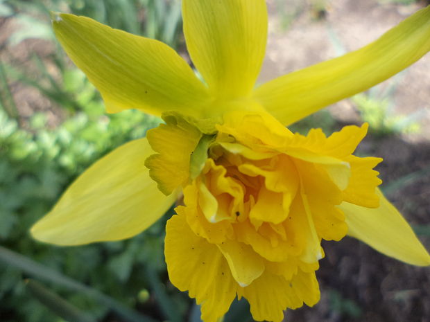 narcis žltý Narcissus pseudonarcissus L.