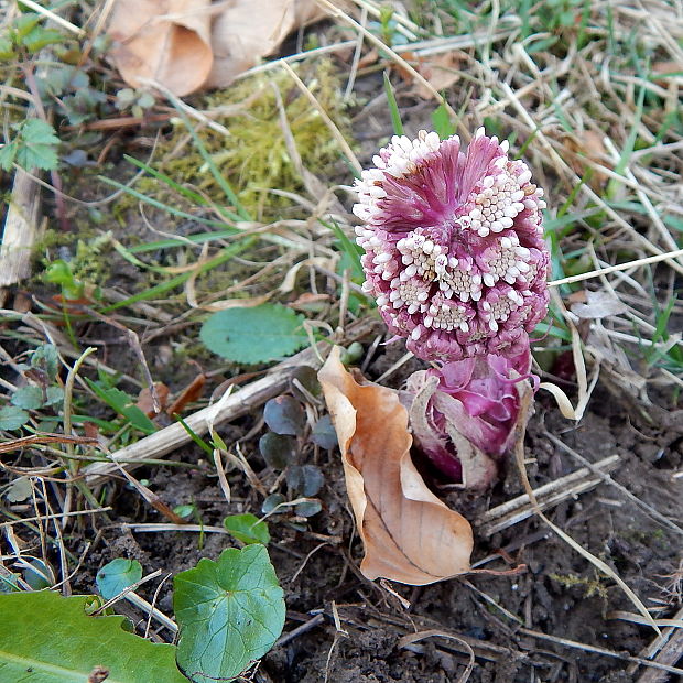 deväťsil lekársky Petasites hybridus (L.) P. Gaertn., B. Mey. et Scherb.