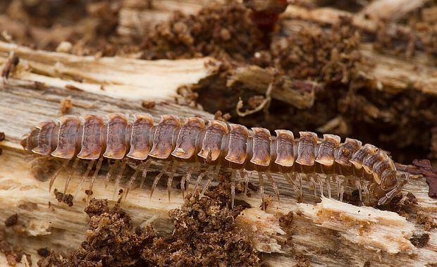 plochuľa veľká Polydesmus complanatus