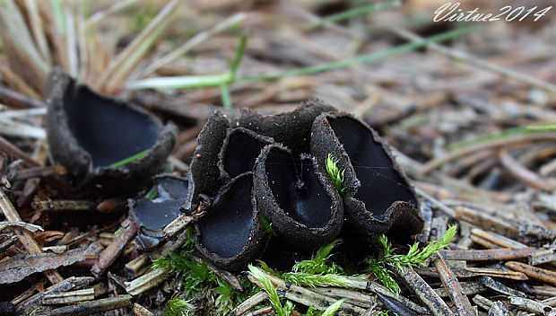 misôčka černastá Pseudoplectania nigrella (Pers.) Fuckel