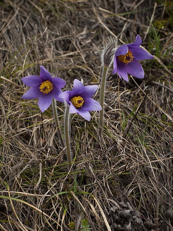 poniklec slovenský Pulsatilla slavica Reuss