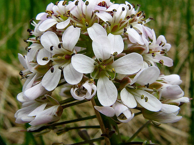 peniažtek modrastý Thlaspi caerulescens J. Presl et C. Presl