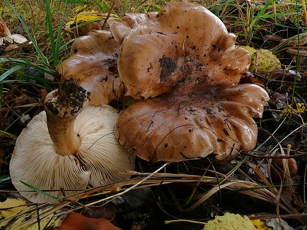 čírovka topoľová Tricholoma populinum J.E. Lange