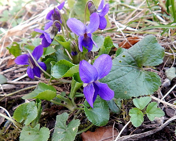 fialka voňavá Viola odorata L.