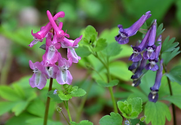 chochlačka dutá Corydalis cava  (L.) Schweigg. et Körte