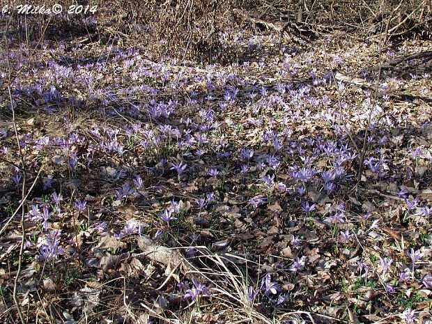 šafran spišský Crocus discolor G. Reuss