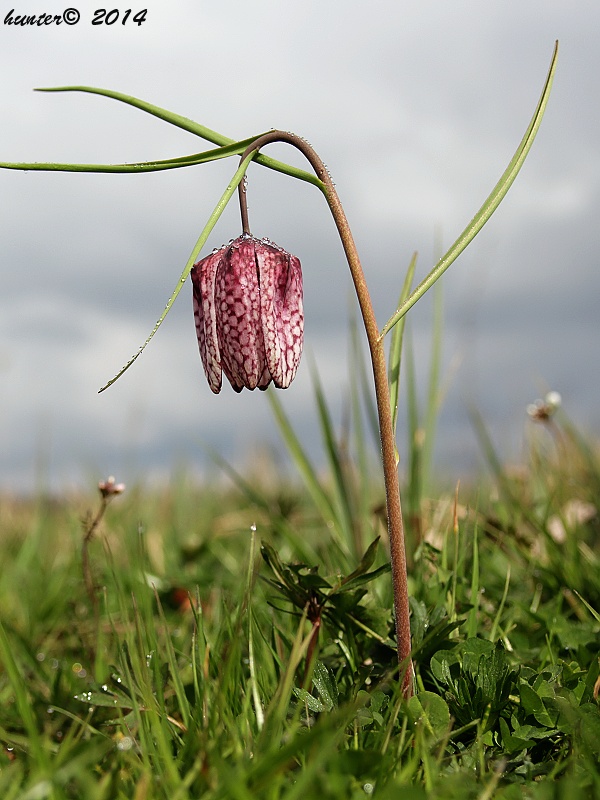 korunkovka strakatá Fritillaria meleagris L.