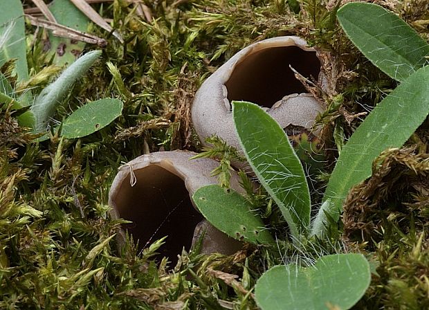 chriapač sosnový Helvella leucomelaena (Pers.) Nannf.