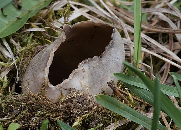 chriapač sosnový Helvella leucomelaena (Pers.) Nannf.