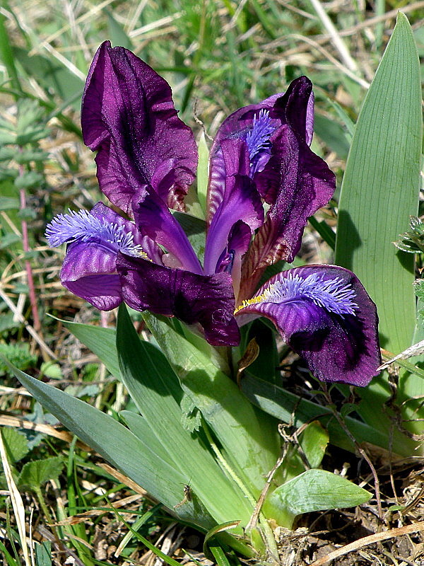 kosatec nízky Iris pumila L.