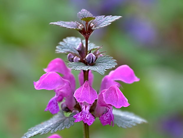 hluchavka škvrnitá Lamium maculatum L.