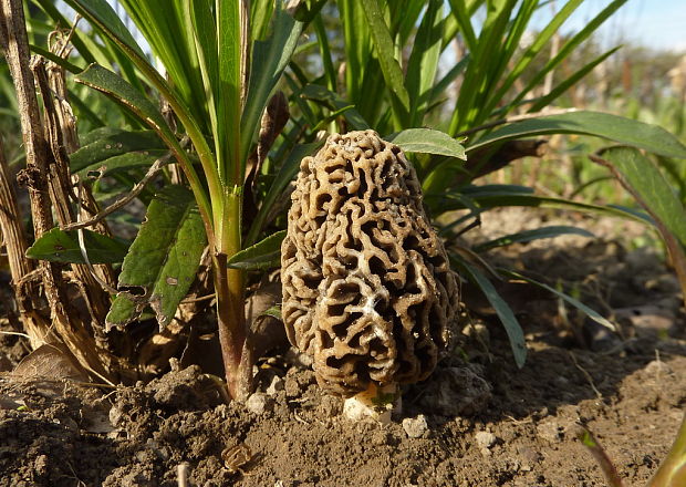 smrčok obyčajný Morchella cf. vulgaris  (Pers.) Boud.