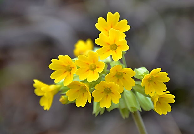 prvosienka jarná Primula veris L.