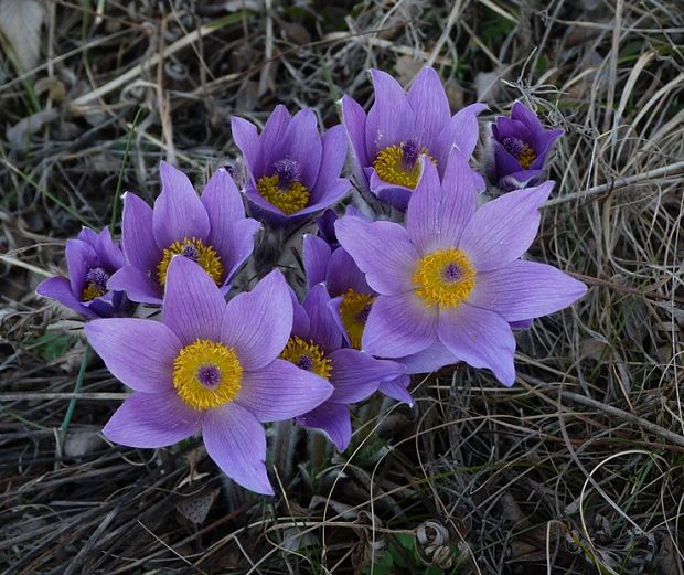 poniklec veľkokvetý Pulsatilla grandis Wender.