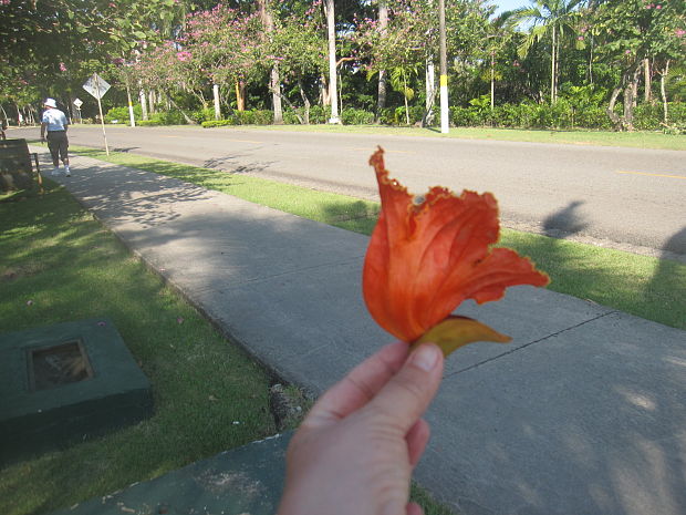 african tulip tree Spathodea campanulata