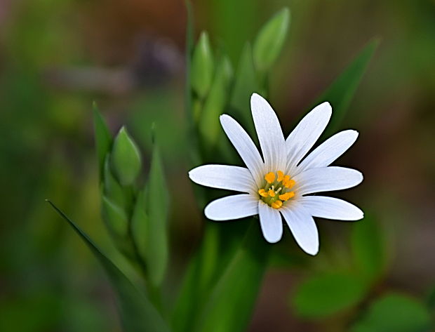 hviezdica veľkokvetá Stellaria holostea L.