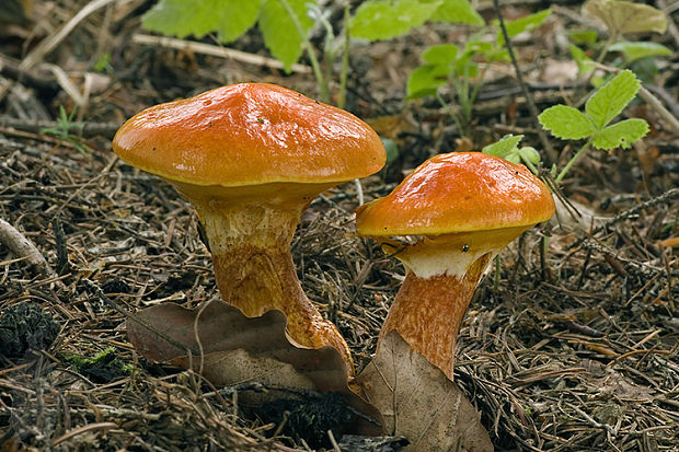 masliak smrekovcový Suillus grevillei (Klotzsch) Singer