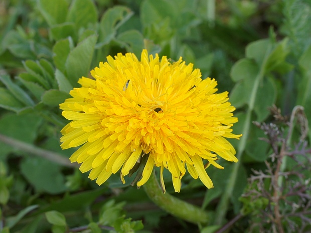 púpava lekárska Taraxacum officinale (L.) Weber ex F.H.Wigg