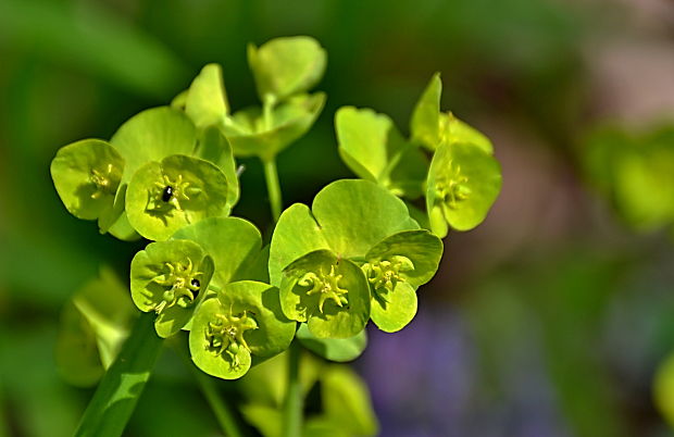 mliečnik mandľolistý Tithymalus amygdaloides (L.) Hill