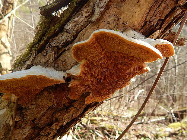 trúdnikovec voňavý Trametes suaveolens (L.) Fr.