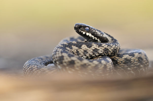 vretenica severna Vipera berus