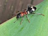 pestroš mravcový